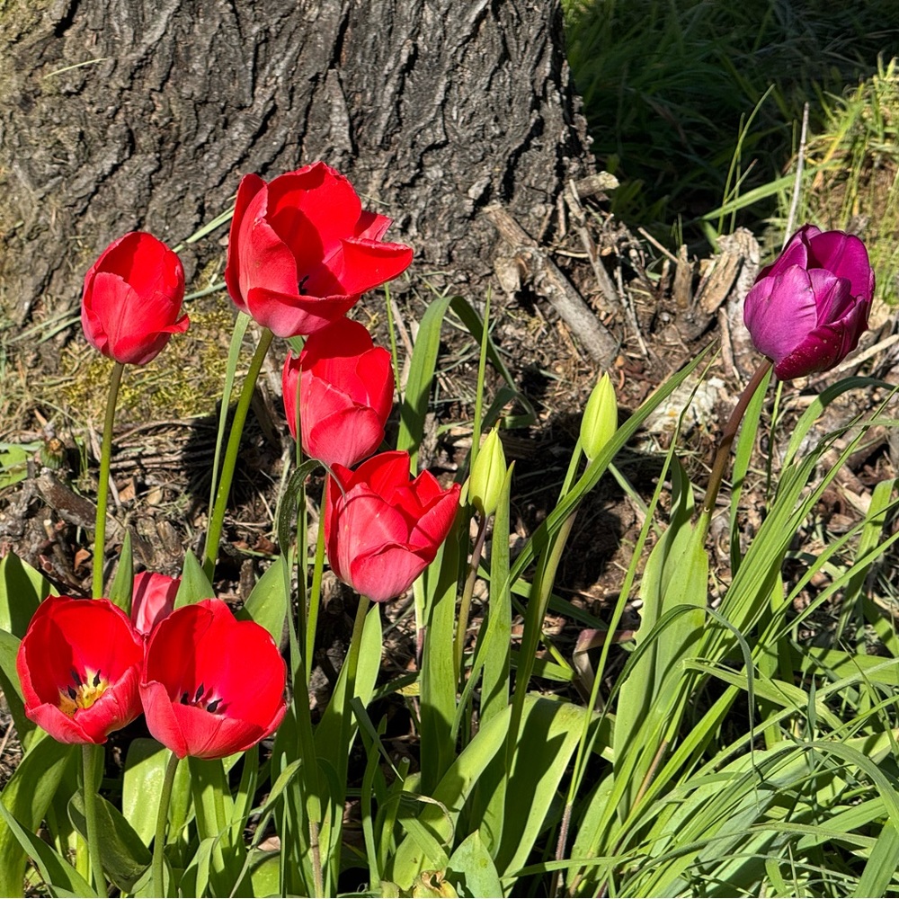 Flowers .